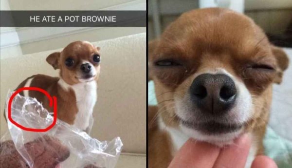 Чихуахуа с пузырем из носа