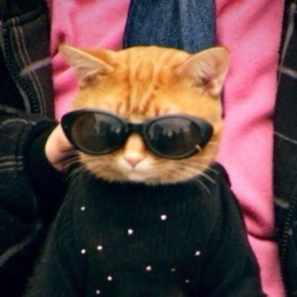 Котик в очках