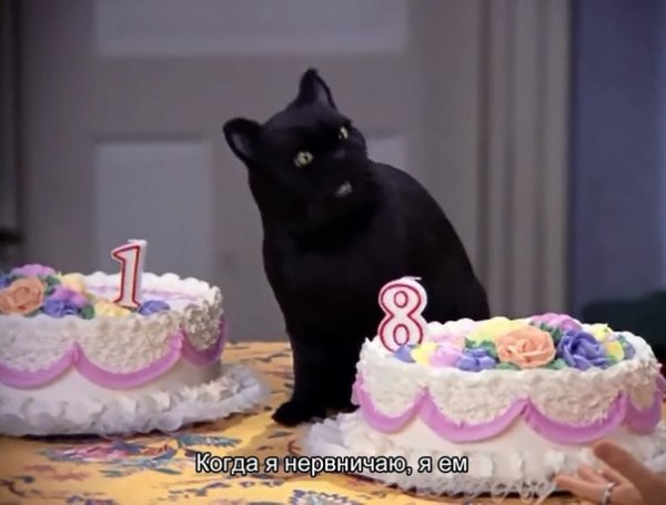 Сэлим кот из Сабрины