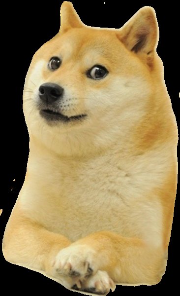 Shiba Inu дог