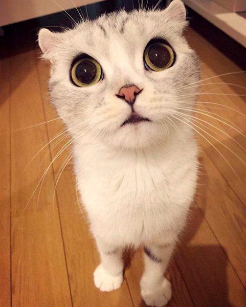 Котик с большими глазами