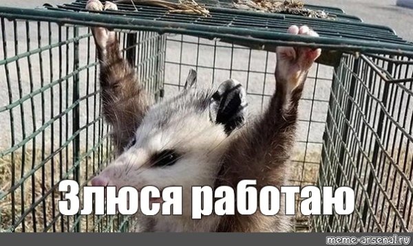 Я сейчас злюся кот