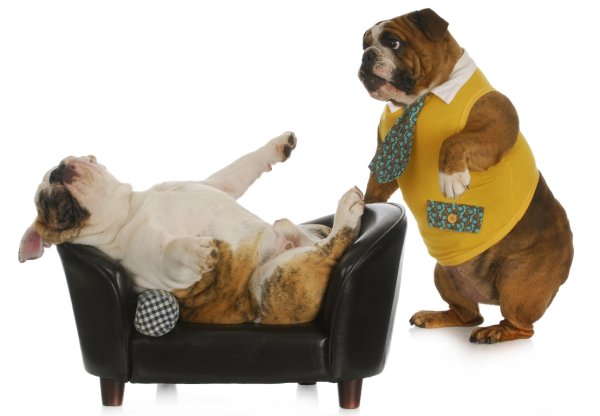 Собака психотерапевт