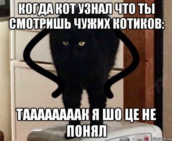 Кот понял