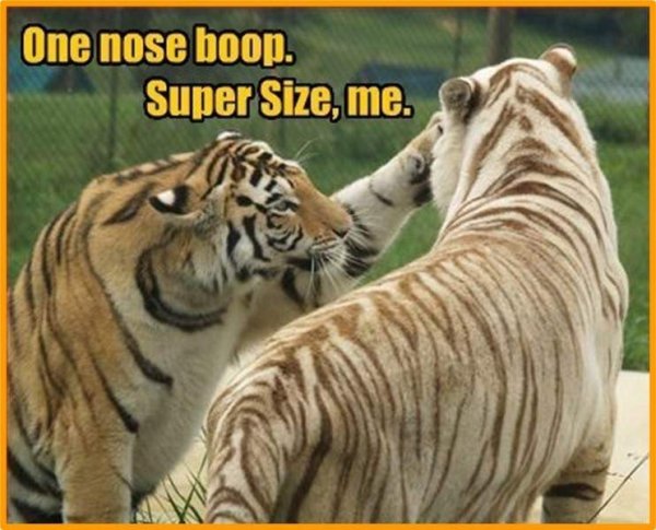 Два тигра Мем