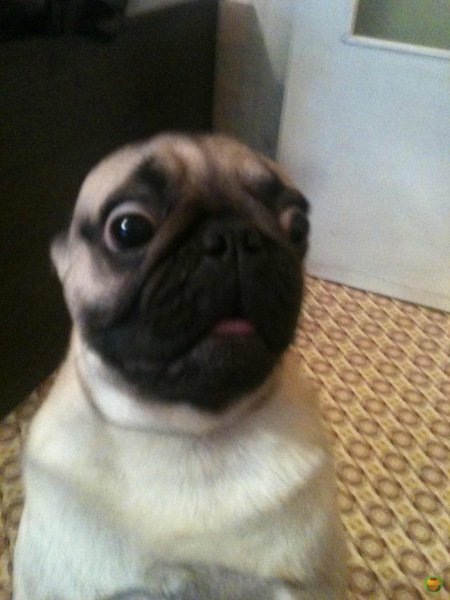 Мопс с выпученными глазами