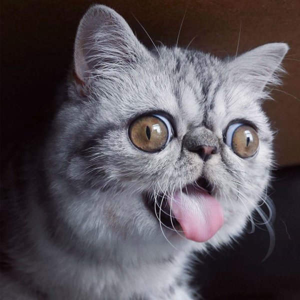 Кт с выпучеными глазами