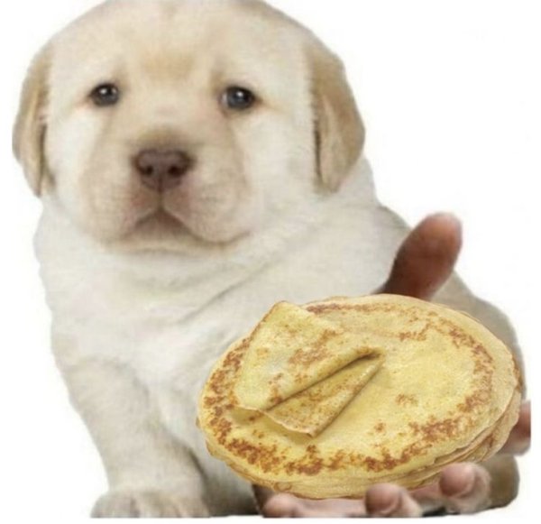 Лабрадор ретривер