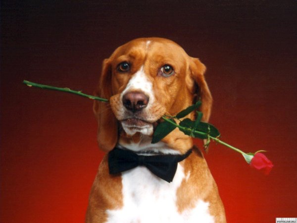 Открытки с 8 марта с собаками