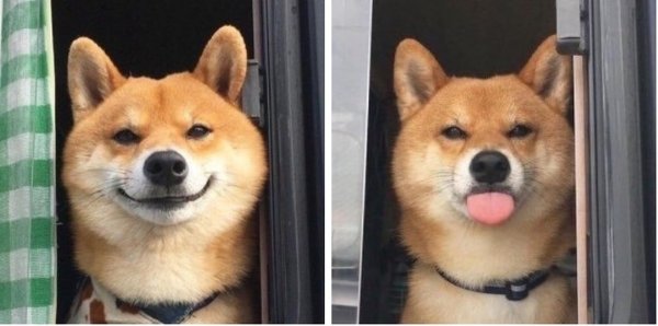 Добрая собака Мем