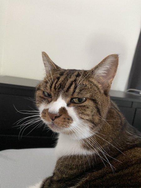 Серьезный кот