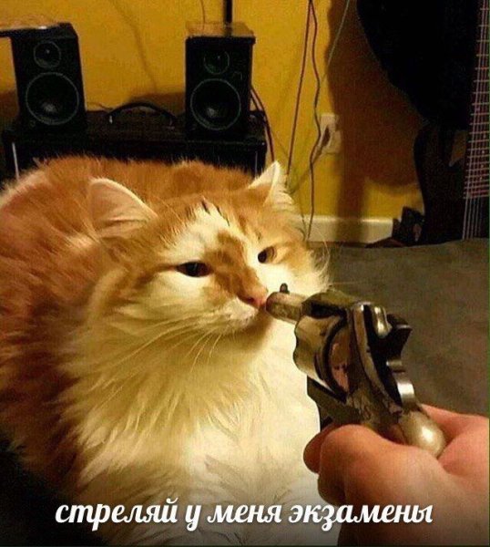 Котик стреляется