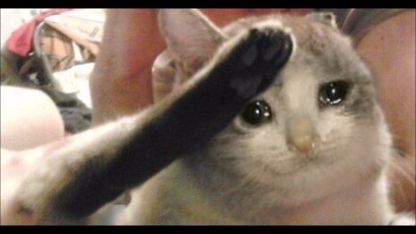 Кот отдает честь