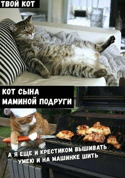 Прикольные мемы про котов