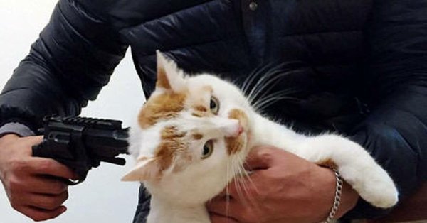 Кот с пистолетом