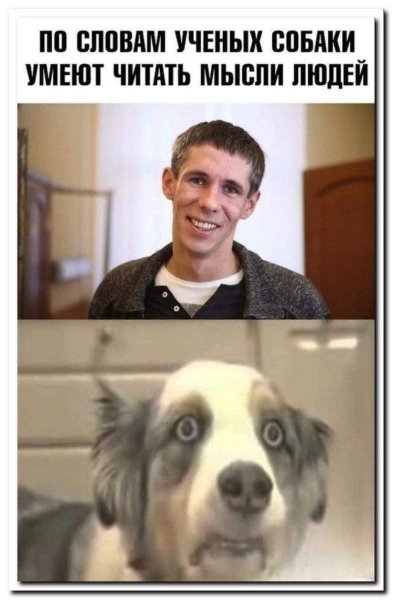 Собака Панина Мем