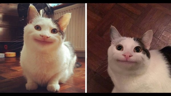 Кот улыбается Мем