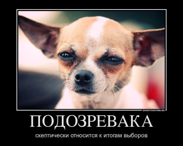 Собака улыбака подозревака