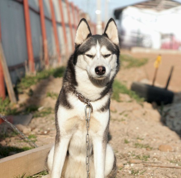 Собака подозревака хаски