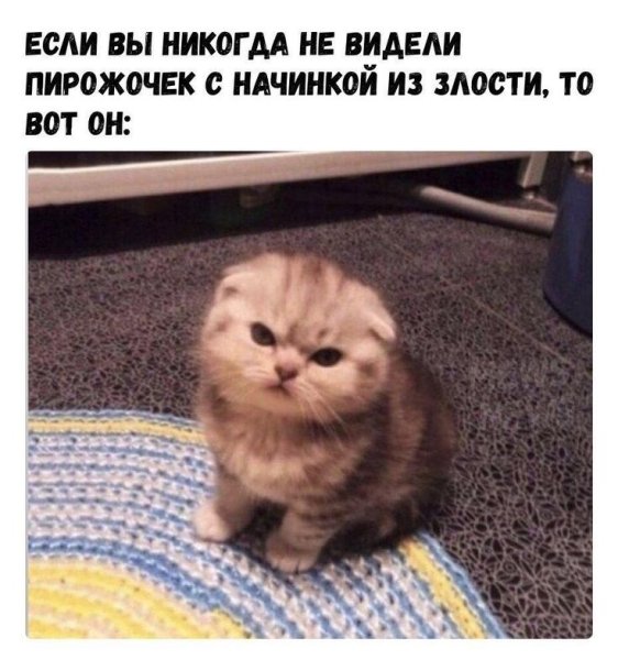 Кот сердится