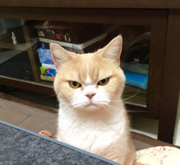 Подозрительный кот