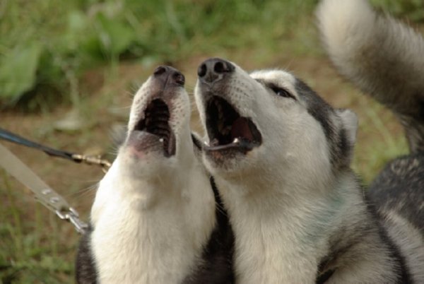 Собака поет