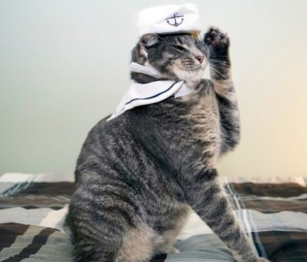 Кот в фуражке