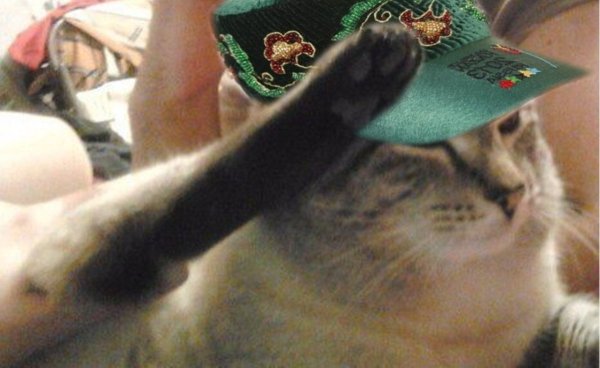 Кот отдает честь