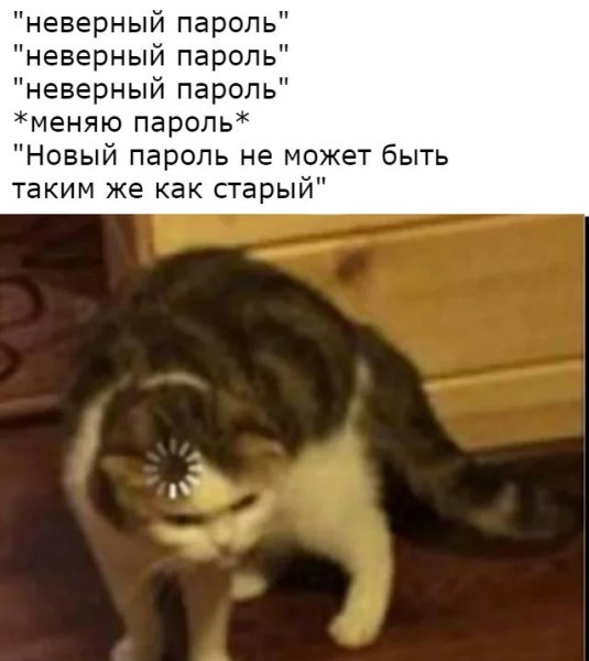 Котик загружается