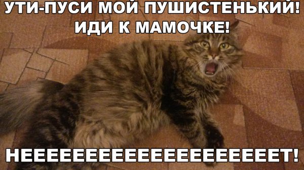 Кот Мем