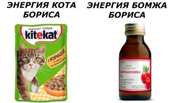 Кот Борис прикол
