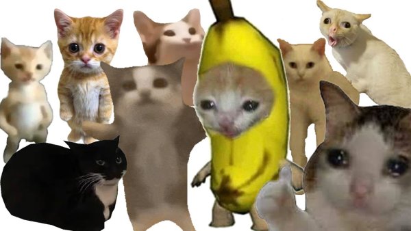 Кот в костюме банана