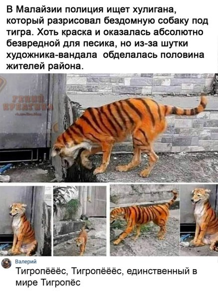 Тигр прикол