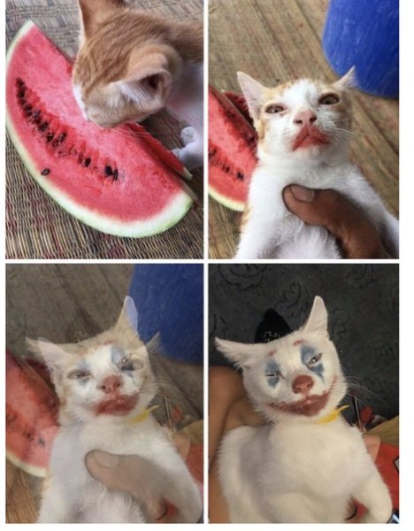 Кот на арбузе