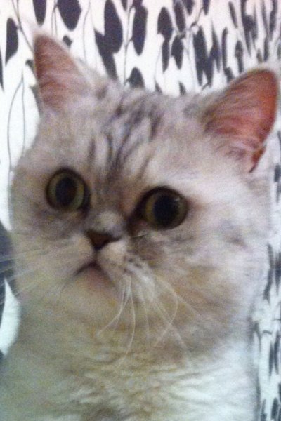 Не понимающий кот