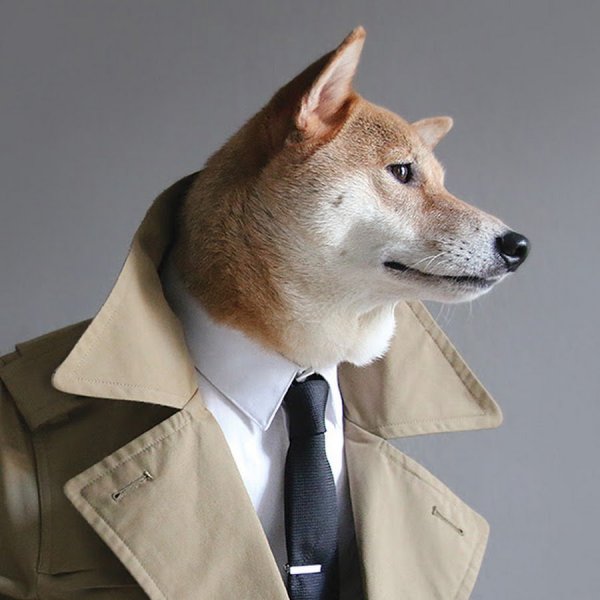 Пес в пиджаке