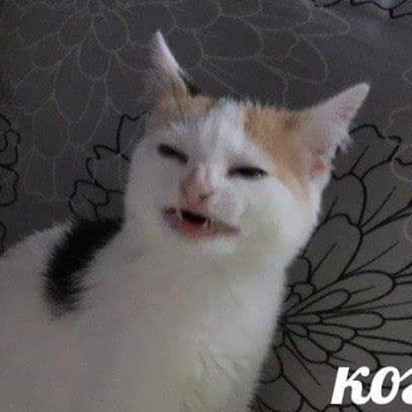 Смеющийся кот с зубами