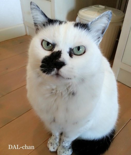 Осуждающий кот