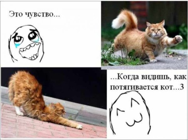 Про котов поржать