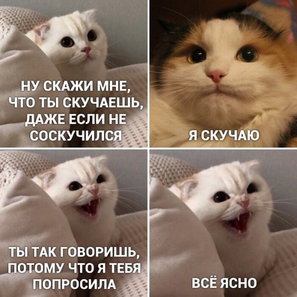 Мемы с кокотам