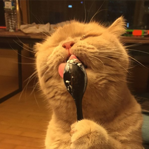 Ложка с котиком