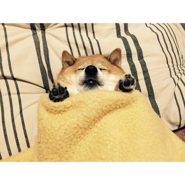 Спящий Шиба ину