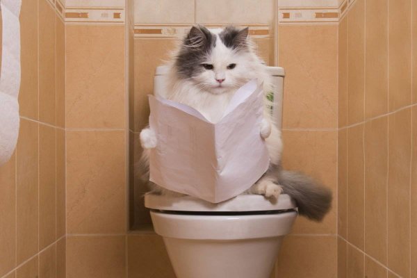 Котенок в туалете