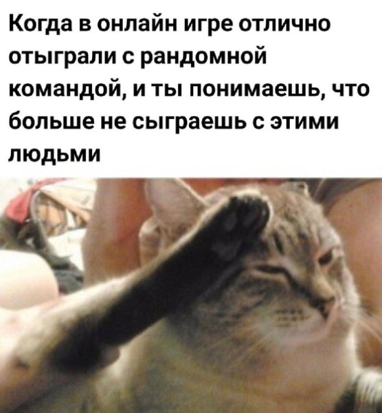 Кот отдает честь