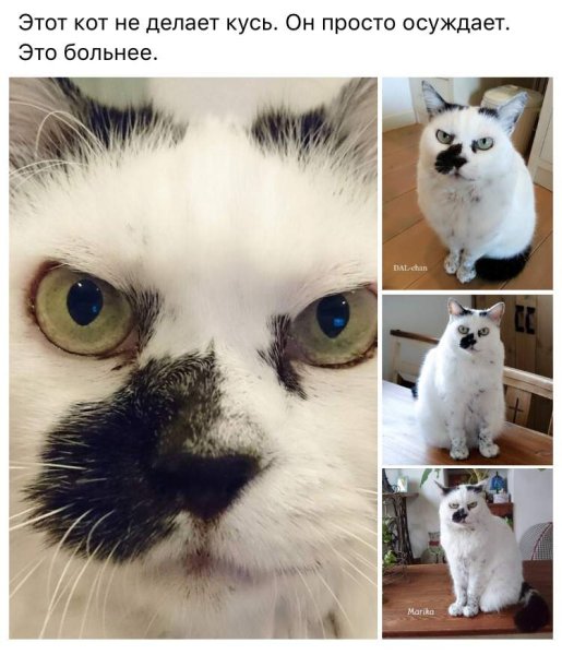 Мемы с котиками