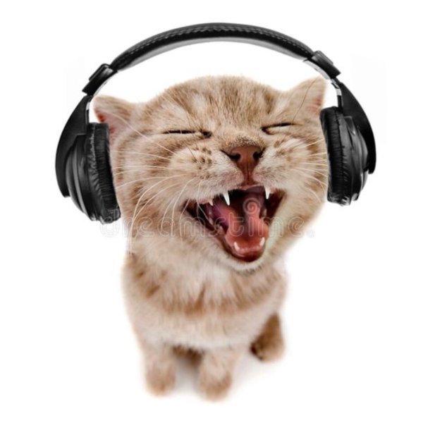 Котенок с наушниками