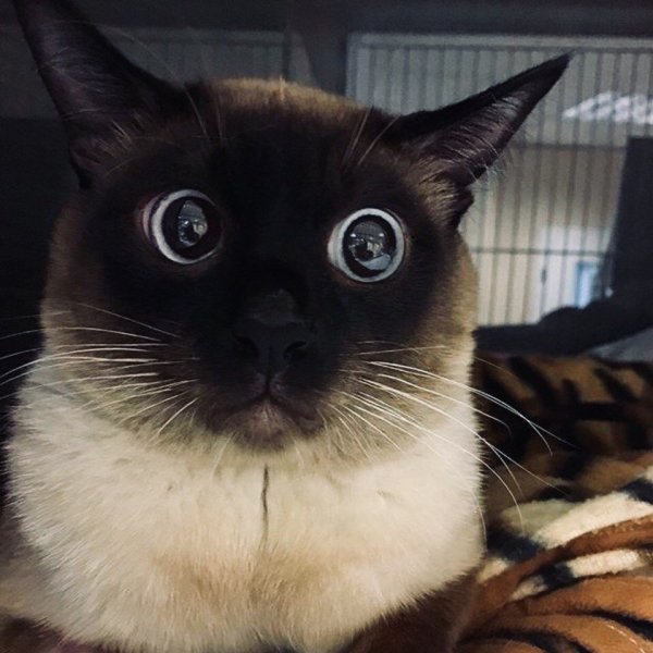 Сиамский кот косоглазый