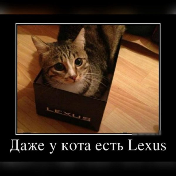 Смешной котик Мем