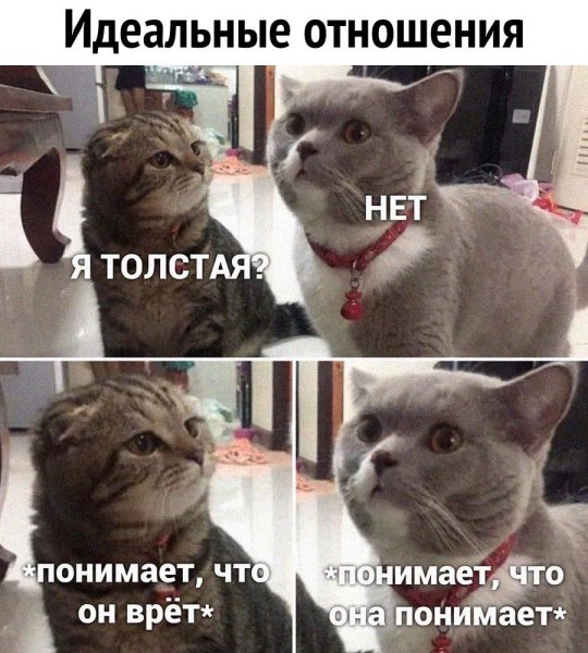 Кот Мем