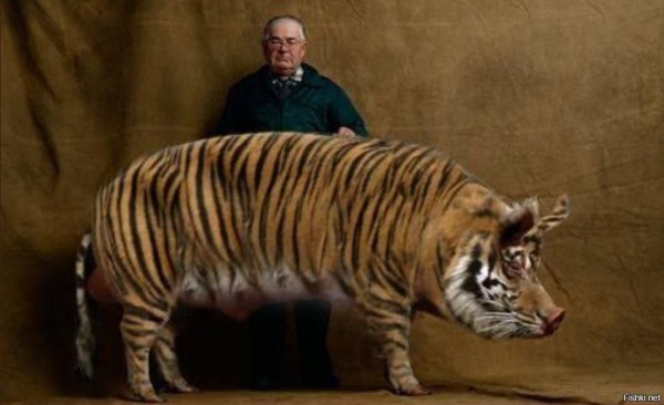 Смешной тигр